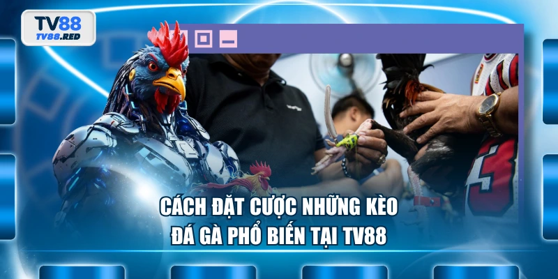 Đá Gà TV88 3 Cách đặt cược những kèo đá gà phổ biến tại TV88