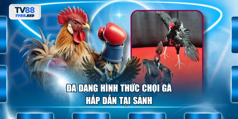 WS168 Đá Gà - Sân Chơi Chọi Gà Chuyên Nghiệp Hàng Đầu 4 Đa dạng hình thức chọi gà hấp dẫn tại sảnh