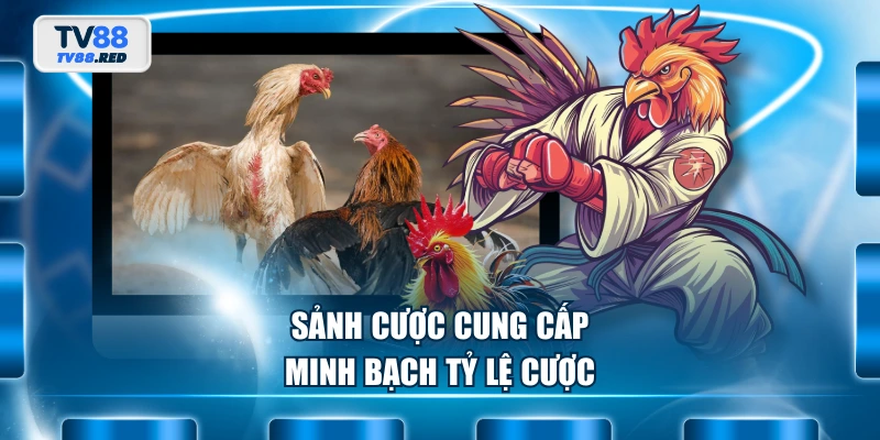WS168 Đá Gà - Sân Chơi Chọi Gà Chuyên Nghiệp Hàng Đầu 3 Sảnh cược cung cấp minh bạch tỷ lệ cược