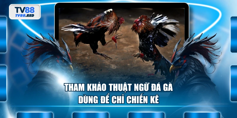 Thuật Ngữ Đá Gà - Cẩm Nang Dành Cho Người Mới Tham Gia 2 Tham khảo thuật ngữ đá gà dùng để chỉ chiến kê
