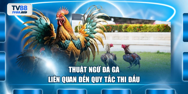 Thuật Ngữ Đá Gà - Cẩm Nang Dành Cho Người Mới Tham Gia 3 Thuật ngữ đá gà liên quan đến quy tắc thi đấu