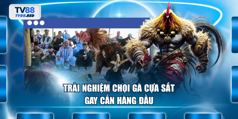 Đá Gà TV88 2 Trải nghiệm chọi gà cựa sắt gay cấn hàng đầu