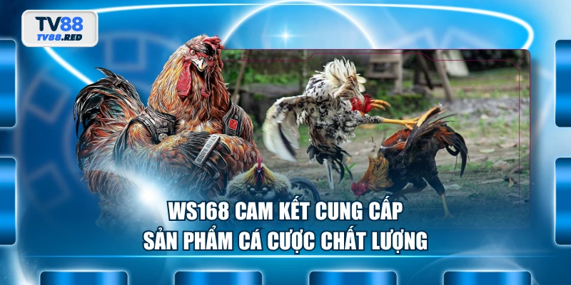 WS168 Đá Gà - Sân Chơi Chọi Gà Chuyên Nghiệp Hàng Đầu 2 WS168 cam kết cung cấp sản phẩm cá cược chất lượng