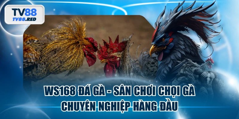 WS168 Đá Gà - Sân Chơi Chọi Gà Chuyên Nghiệp Hàng Đầu 9 WS168 Đá Gà - Sân Chơi Chọi Gà Chuyên Nghiệp Hàng Đầu